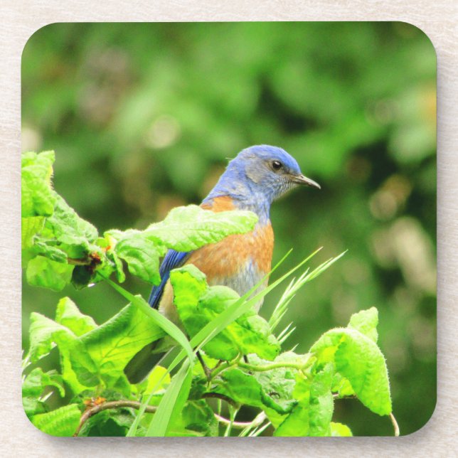 Bluebird on Corkscrew Bush Beverage Coaster (Front)
