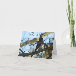 Bluebird Out Late Afternoon FL Eastern Bluebird Letterpress Thank You Card