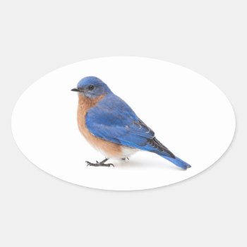 Bluebird Oval Sticker by PixLifeBirds at Zazzle
