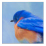 Bluebird Painting - Original Bird Art