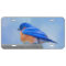 Bluebird Painting - Original Bird Art