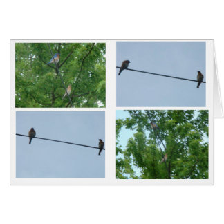 Bluebird Pair, Collage Cards