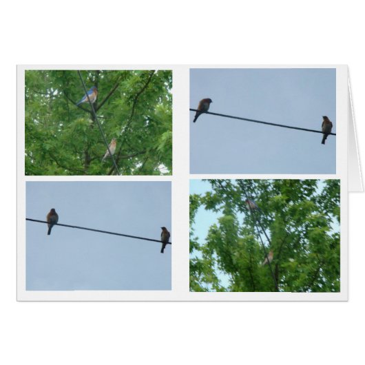 Bluebird Pair, Collage Cards (Front Horizontal)