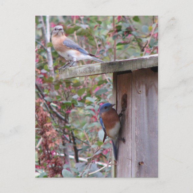 Bluebird Pair Postcard (Front)