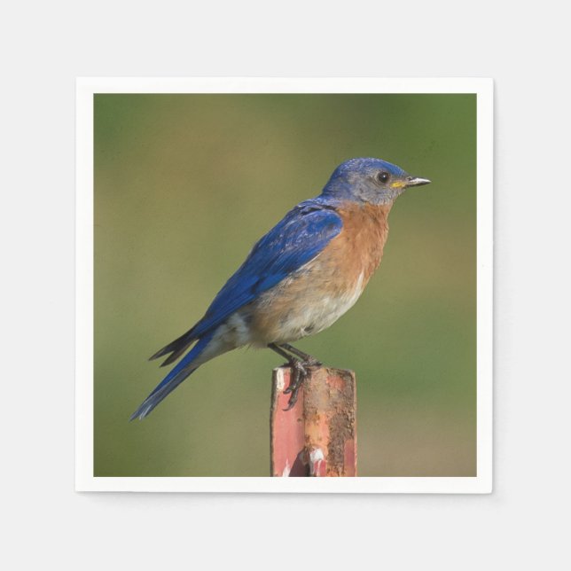 Bluebird Paper Napkins (Front)