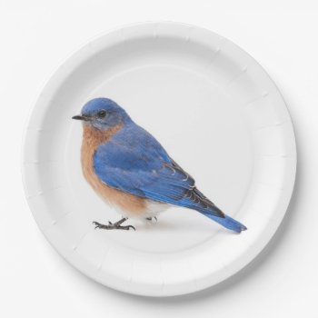 Bluebird Paper Plates by PixLifeBirds at Zazzle