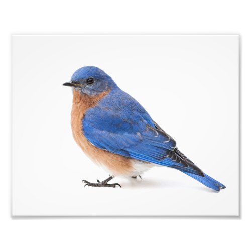 Bluebird Photo Print