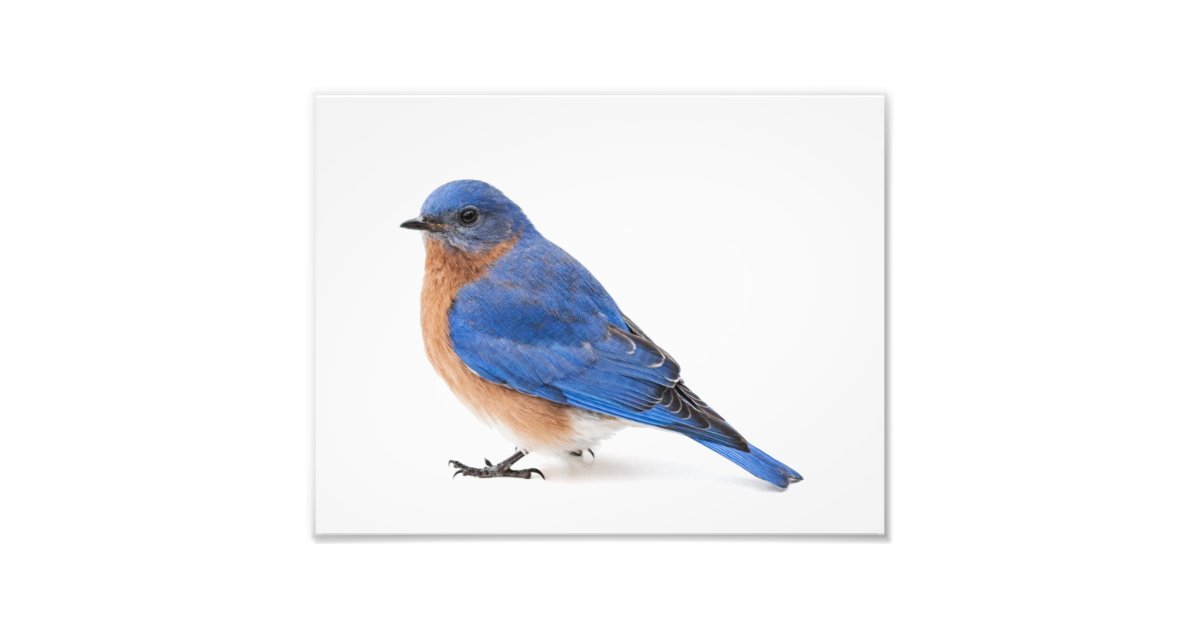 Bluebird Photo Print Zazzle