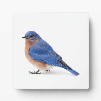 Bluebird Plaque by PixLifeBirds at Zazzle