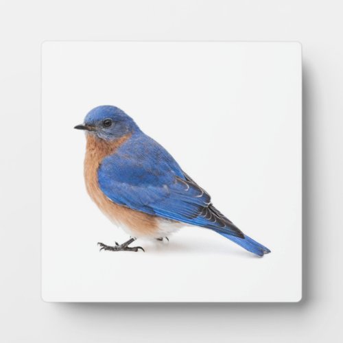 Bluebird Plaque