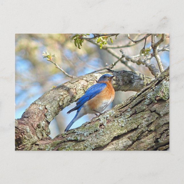 Bluebird Postcard (Front)