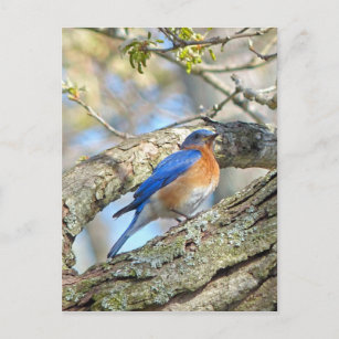 Bluebird Postcard