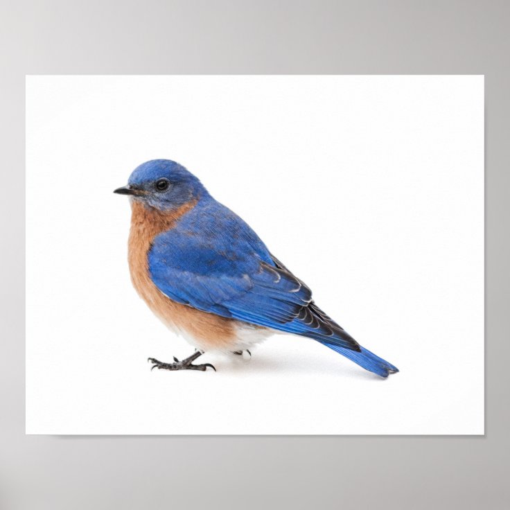 Bluebird Poster Zazzle
