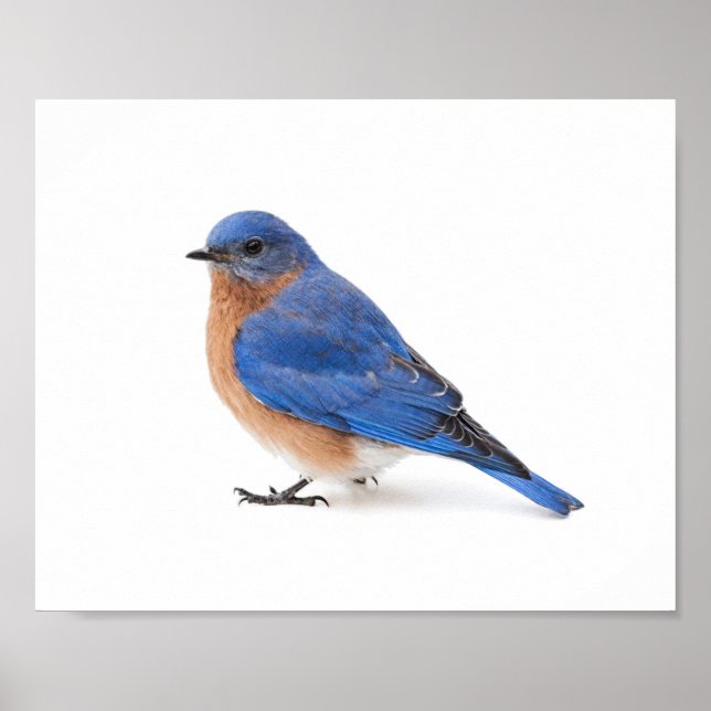 Bluebird Poster (Front)