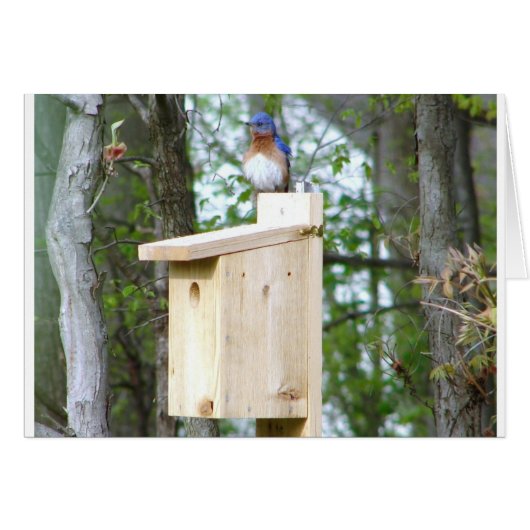 Bluebird Ruffled Feathers Cards (Front Horizontal)
