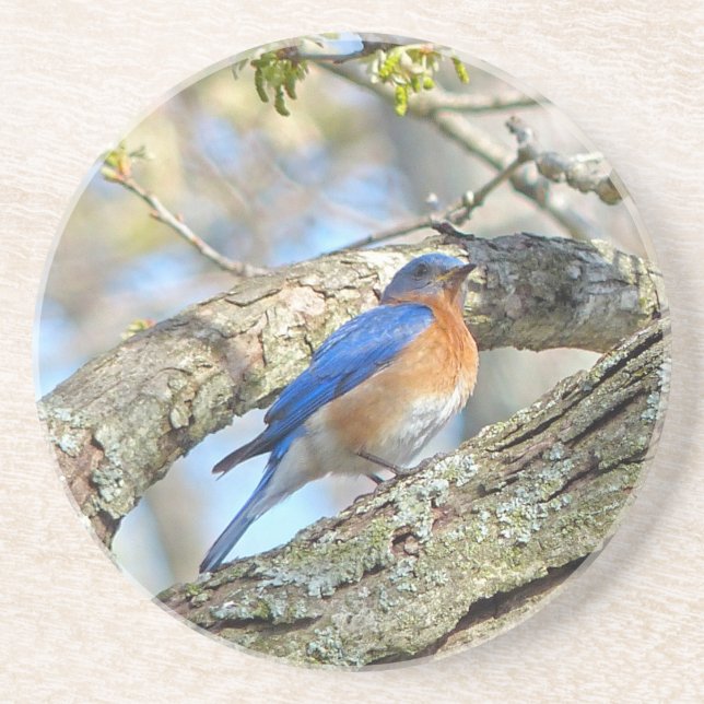 Bluebird Sandstone Coaster (Front)
