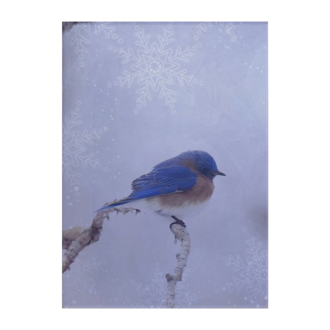 Bluebird Snowy Trees in Winter Acrylic Print (Front)