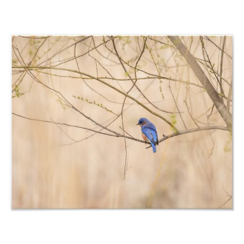 Bluebird Spring Photo Print