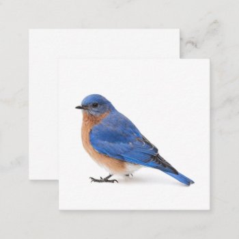 Bluebird Square Business Card by PixLifeBirds at Zazzle