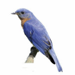 Bluebird Statuette<br><div class="desc">This photo sculpture is of an Eastern bluebird.  Made of acrylic with a black stand,  it is a great conversation piece. Final size is approximate and depends on cut-out size of image.</div>