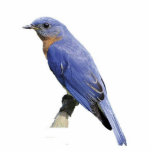 Bluebird Statuette<br><div class="desc">This photo sculpture is of an Eastern bluebird. Made of acrylic with a black stand, it is a great conversation piece. Final size is approximate and depends on cut-out size of image.</div>