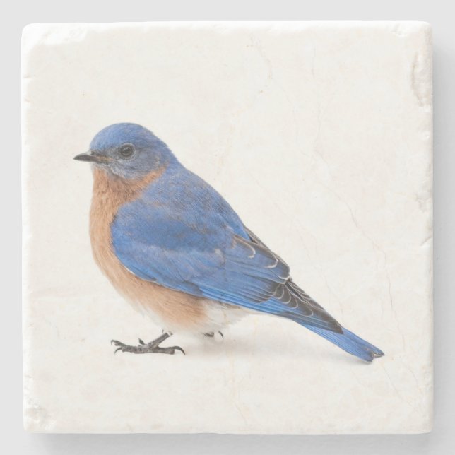 Bluebird Stone Coaster (Front)
