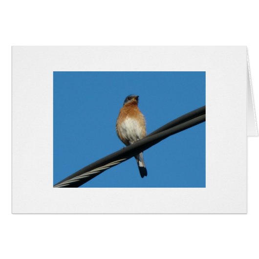 Bluebird, Wishing You A Day of Happiness (Front Horizontal)