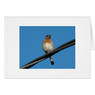 Bluebird, Wishing You A Day of Happiness Cards