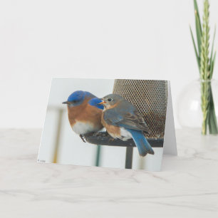 Bluebirds Card