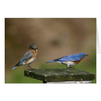 Bluebirds Cards