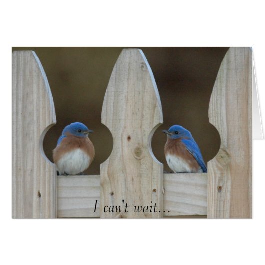 Bluebirds Cards (Front Horizontal)