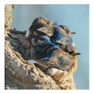 Bluebirds in the Cold Acrylic Print