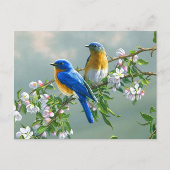 Bluebirds Postcard (Front)