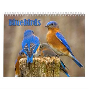 Bluebirds Wall Calendar