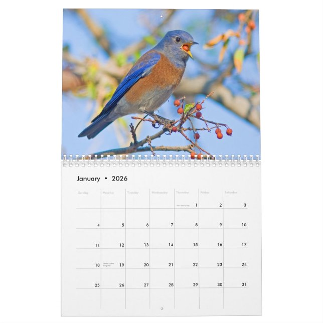 Bluebirds Wall Calendar (Jan 2026)