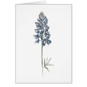 Bluebonnet (Front)