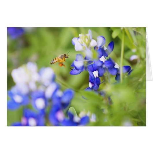 Bluebonnet and Bee Cards (Front Horizontal)