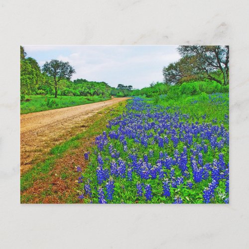 Bluebonnet Back Road Postcard