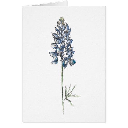 Bluebonnet Cards (Front)