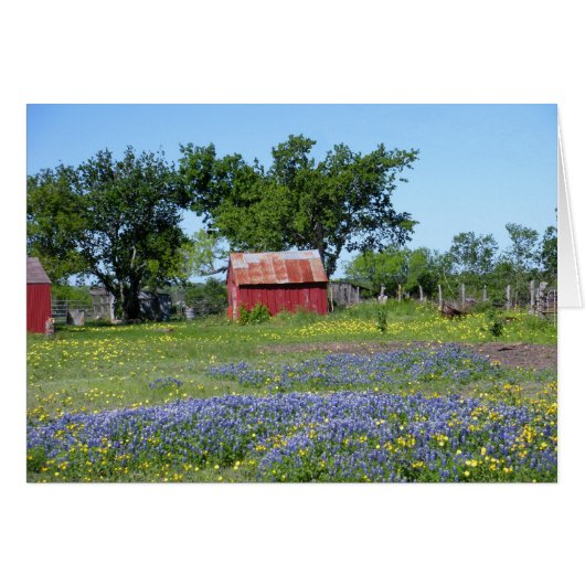 Bluebonnet Farm Cards (Front Horizontal)