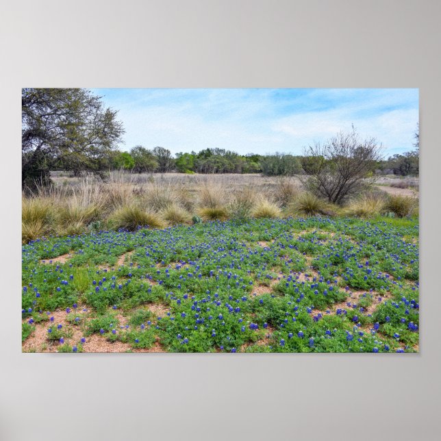 "Bluebonnet Field, Austin, Texas Poster (Front)