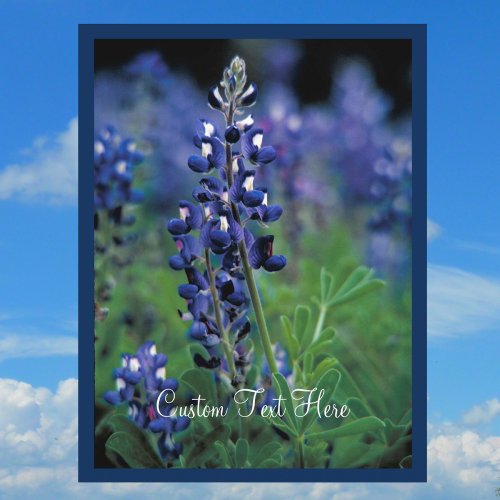 Bluebonnet Field Blue Flower Texas state Postcard