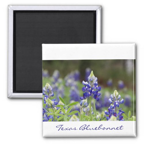 Bluebonnet Field Magnet