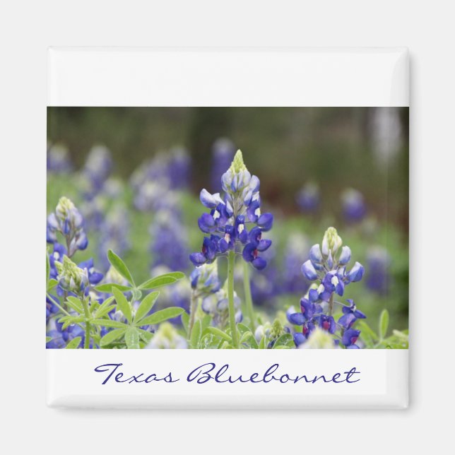 Bluebonnet Field Magnet (Front)