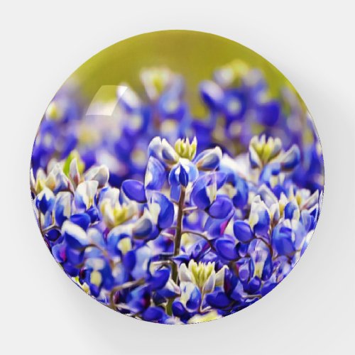 Bluebonnet Flowers Wild Flower Paperweight