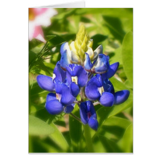 Bluebonnet of Texas Cards