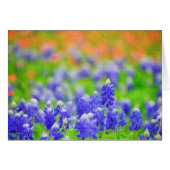 Bluebonnet on Canvas (Front Horizontal)