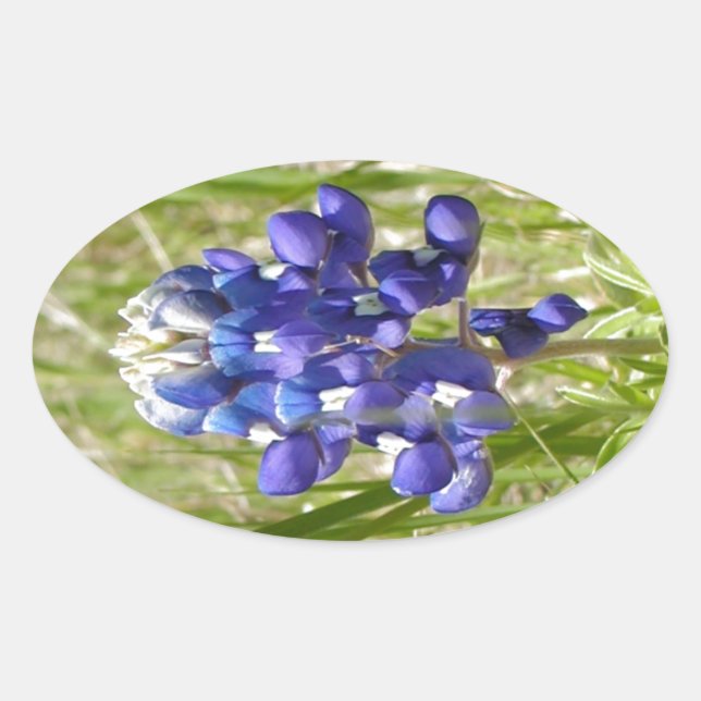 Bluebonnet Oval Sticker (Front)