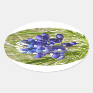 Bluebonnet Oval Sticker