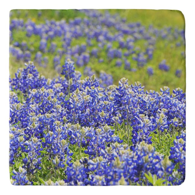 Bluebonnet Patch Marble Trivet (Front)
